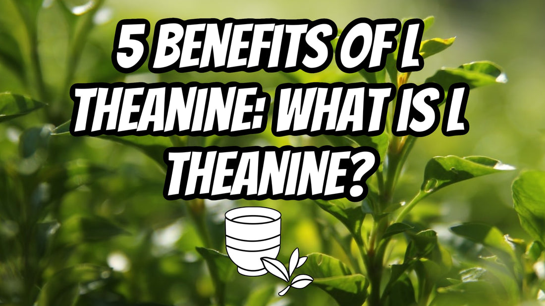 5 Benefits Of L Theanine: What Is L Theanine?